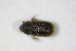  ( - BFB_Col_FK_10338)  @11 [ ] CreativeCommons - Attribution Non-Commercial Share-Alike (2015) Unspecified SNSB, Zoologische Staatssammlung Muenchen