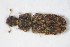 ( - BFB_Col_FK_10344)  @11 [ ] CreativeCommons - Attribution Non-Commercial Share-Alike (2015) Unspecified SNSB, Zoologische Staatssammlung Muenchen