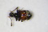  ( - BFB_Col_FK_10352)  @11 [ ] CreativeCommons - Attribution Non-Commercial Share-Alike (2015) Unspecified SNSB, Zoologische Staatssammlung Muenchen