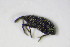  (Squamapion flavimanum - BFB_Col_FK_10555)  @13 [ ] CreativeCommons - Attribution Non-Commercial Share-Alike (2015) Unspecified SNSB, Zoologische Staatssammlung Muenchen