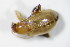  ( - BFB_Col_FK_10559)  @13 [ ] CreativeCommons - Attribution Non-Commercial Share-Alike (2015) Unspecified SNSB, Zoologische Staatssammlung Muenchen