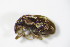  ( - BFB_Col_FK_10563)  @11 [ ] CreativeCommons - Attribution Non-Commercial Share-Alike (2015) Unspecified SNSB, Zoologische Staatssammlung Muenchen