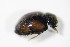  ( - BFB_Col_FK_10564)  @12 [ ] CreativeCommons - Attribution Non-Commercial Share-Alike (2015) Unspecified SNSB, Zoologische Staatssammlung Muenchen
