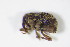  ( - BFB_Col_FK_10586)  @11 [ ] CreativeCommons - Attribution Non-Commercial Share-Alike (2015) Unspecified SNSB, Zoologische Staatssammlung Muenchen