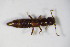  ( - BFB_Col_FK_10590)  @11 [ ] CreativeCommons - Attribution Non-Commercial Share-Alike (2015) Unspecified SNSB, Zoologische Staatssammlung Muenchen