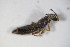  ( - BFB_Col_FK_10600)  @12 [ ] CreativeCommons - Attribution Non-Commercial Share-Alike (2015) Unspecified SNSB, Zoologische Staatssammlung Muenchen