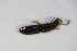  ( - BFB_Col_FK_10611)  @12 [ ] CreativeCommons - Attribution Non-Commercial Share-Alike (2015) Unspecified SNSB, Zoologische Staatssammlung Muenchen