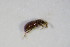 ( - BFB_Col_FK_10622)  @11 [ ] CreativeCommons - Attribution Non-Commercial Share-Alike (2015) Unspecified SNSB, Zoologische Staatssammlung Muenchen