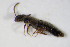  ( - BFB_Col_FK_10628)  @11 [ ] CreativeCommons - Attribution Non-Commercial Share-Alike (2015) Unspecified SNSB, Zoologische Staatssammlung Muenchen