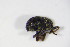  ( - BFB_Col_FK_10637)  @11 [ ] CreativeCommons - Attribution Non-Commercial Share-Alike (2015) Unspecified SNSB, Zoologische Staatssammlung Muenchen