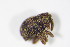  ( - BFB_Col_FK_10640)  @13 [ ] CreativeCommons - Attribution Non-Commercial Share-Alike (2015) Unspecified SNSB, Zoologische Staatssammlung Muenchen