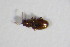  ( - BFB_Col_FK_11029)  @12 [ ] CreativeCommons - Attribution Non-Commercial Share-Alike (2015) Unspecified SNSB, Zoologische Staatssammlung Muenchen
