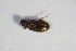  ( - BFB_Col_FK_11035)  @12 [ ] CreativeCommons - Attribution Non-Commercial Share-Alike (2015) Unspecified SNSB, Zoologische Staatssammlung Muenchen