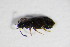  ( - BFB_Col_FK_11039)  @12 [ ] CreativeCommons - Attribution Non-Commercial Share-Alike (2015) Unspecified SNSB, Zoologische Staatssammlung Muenchen
