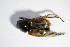  ( - BFB_Col_FK_11062)  @12 [ ] CreativeCommons - Attribution Non-Commercial Share-Alike (2015) Unspecified SNSB, Zoologische Staatssammlung Muenchen