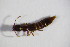  ( - BFB_Col_FK_11082)  @12 [ ] CreativeCommons - Attribution Non-Commercial Share-Alike (2015) Unspecified SNSB, Zoologische Staatssammlung Muenchen