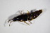  ( - BFB_Col_FK_11096)  @11 [ ] CreativeCommons - Attribution Non-Commercial Share-Alike (2015) Unspecified SNSB, Zoologische Staatssammlung Muenchen