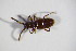  ( - BFB_Col_FK_11098)  @11 [ ] CreativeCommons - Attribution Non-Commercial Share-Alike (2015) Unspecified SNSB, Zoologische Staatssammlung Muenchen