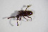  ( - BFB_Col_FK_11099)  @11 [ ] CreativeCommons - Attribution Non-Commercial Share-Alike (2015) Unspecified SNSB, Zoologische Staatssammlung Muenchen