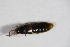  ( - BFB_Col_FK_11101)  @12 [ ] CreativeCommons - Attribution Non-Commercial Share-Alike (2015) Unspecified SNSB, Zoologische Staatssammlung Muenchen