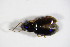  ( - BFB_Col_FK_11111)  @12 [ ] CreativeCommons - Attribution Non-Commercial Share-Alike (2015) Unspecified SNSB, Zoologische Staatssammlung Muenchen