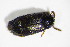  (Tetratoma desmarestii - BFB_Col_FK_11124)  @12 [ ] CreativeCommons - Attribution Non-Commercial Share-Alike (2015) Unspecified SNSB, Zoologische Staatssammlung Muenchen