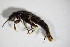  ( - BFB_Col_FK_11126)  @11 [ ] CreativeCommons - Attribution Non-Commercial Share-Alike (2015) Unspecified SNSB, Zoologische Staatssammlung Muenchen