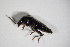  ( - BFB_Col_FK_11127)  @12 [ ] CreativeCommons - Attribution Non-Commercial Share-Alike (2015) Unspecified SNSB, Zoologische Staatssammlung Muenchen