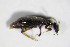  ( - BFB_Col_FK_11132)  @12 [ ] CreativeCommons - Attribution Non-Commercial Share-Alike (2015) Unspecified SNSB, Zoologische Staatssammlung Muenchen