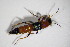  ( - BFB_Col_FK_11133)  @13 [ ] CreativeCommons - Attribution Non-Commercial Share-Alike (2015) Unspecified SNSB, Zoologische Staatssammlung Muenchen