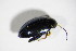  ( - BFB_Col_FK_11134)  @13 [ ] CreativeCommons - Attribution Non-Commercial Share-Alike (2015) Unspecified SNSB, Zoologische Staatssammlung Muenchen