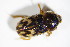 ( - BFB_Col_FK_11145)  @13 [ ] CreativeCommons - Attribution Non-Commercial Share-Alike (2015) Unspecified SNSB, Zoologische Staatssammlung Muenchen