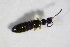  ( - BFB_Col_FK_11157)  @12 [ ] CreativeCommons - Attribution Non-Commercial Share-Alike (2015) Unspecified SNSB, Zoologische Staatssammlung Muenchen