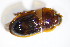  ( - BFB_Col_FK_11196)  @12 [ ] CreativeCommons - Attribution Non-Commercial Share-Alike (2015) Unspecified SNSB, Zoologische Staatssammlung Muenchen