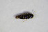  ( - BFB_Col_FK_11200)  @12 [ ] CreativeCommons - Attribution Non-Commercial Share-Alike (2015) Unspecified SNSB, Zoologische Staatssammlung Muenchen