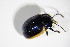  (Chrysolina sanguinolenta - BFB_Col_FK_11206)  @13 [ ] CreativeCommons - Attribution Non-Commercial Share-Alike (2015) Unspecified SNSB, Zoologische Staatssammlung Muenchen