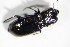  ( - BFB_Col_FK_11209)  @12 [ ] CreativeCommons - Attribution Non-Commercial Share-Alike (2015) Unspecified SNSB, Zoologische Staatssammlung Muenchen