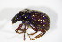  ( - BFB_Col_FK_11221)  @11 [ ] CreativeCommons - Attribution Non-Commercial Share-Alike (2015) Unspecified SNSB, Zoologische Staatssammlung Muenchen