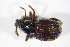  ( - BFB_Col_FK_11222)  @11 [ ] CreativeCommons - Attribution Non-Commercial Share-Alike (2015) Unspecified SNSB, Zoologische Staatssammlung Muenchen
