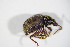  ( - BFB_Col_FK_11223)  @11 [ ] CreativeCommons - Attribution Non-Commercial Share-Alike (2015) Unspecified SNSB, Zoologische Staatssammlung Muenchen
