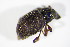  ( - BFB_Col_FK_11224)  @11 [ ] CreativeCommons - Attribution Non-Commercial Share-Alike (2015) Unspecified SNSB, Zoologische Staatssammlung Muenchen