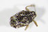  ( - BFB_Col_FK_11226)  @12 [ ] CreativeCommons - Attribution Non-Commercial Share-Alike (2015) Unspecified SNSB, Zoologische Staatssammlung Muenchen