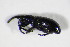  ( - BFB_Col_FK_11253)  @12 [ ] CreativeCommons - Attribution Non-Commercial Share-Alike (2015) Unspecified SNSB, Zoologische Staatssammlung Muenchen