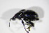 (Otiorhynchus laevigatus - BFB_Col_FK_11254)  @13 [ ] CreativeCommons - Attribution Non-Commercial Share-Alike (2015) Unspecified SNSB, Zoologische Staatssammlung Muenchen