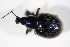  ( - BFB_Col_FK_11255)  @12 [ ] CreativeCommons - Attribution Non-Commercial Share-Alike (2015) Unspecified SNSB, Zoologische Staatssammlung Muenchen
