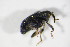  ( - BFB_Col_FK_11267)  @11 [ ] CreativeCommons - Attribution Non-Commercial Share-Alike (2015) Unspecified SNSB, Zoologische Staatssammlung Muenchen