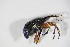  ( - BFB_Col_FK_11268)  @13 [ ] CreativeCommons - Attribution Non-Commercial Share-Alike (2015) Unspecified SNSB, Zoologische Staatssammlung Muenchen