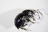  ( - BFB_Col_FK_11274)  @12 [ ] CreativeCommons - Attribution Non-Commercial Share-Alike (2015) Unspecified SNSB, Zoologische Staatssammlung Muenchen