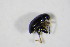  ( - BFB_Col_FK_11279)  @12 [ ] CreativeCommons - Attribution Non-Commercial Share-Alike (2015) Unspecified SNSB, Zoologische Staatssammlung Muenchen