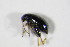  ( - BFB_Col_FK_11280)  @12 [ ] CreativeCommons - Attribution Non-Commercial Share-Alike (2015) Unspecified SNSB, Zoologische Staatssammlung Muenchen